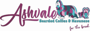 Ashvale Bearded Collies & Havanese